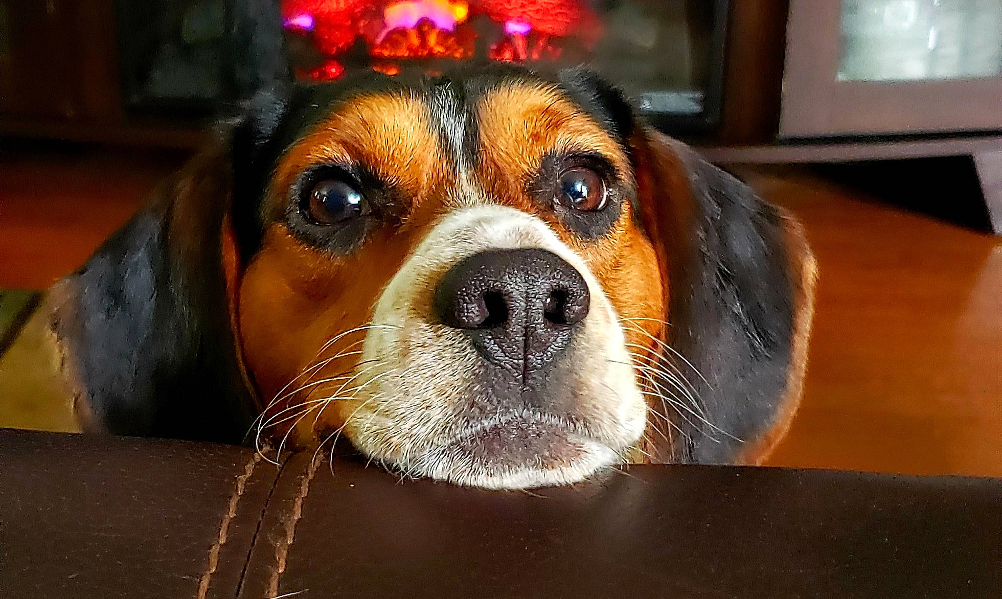 Seger is registered to the contest to win money with this photo: american_foxhound, beagle, beaglier, canidae, carnivore, companion_dog, dog, dog_breed, drever, english_foxhound, finnish_hound, hamiltonstovare, harrier, mammal, nose, pocket_beagle, snout, sporting_group, vertebrate, whiskers
