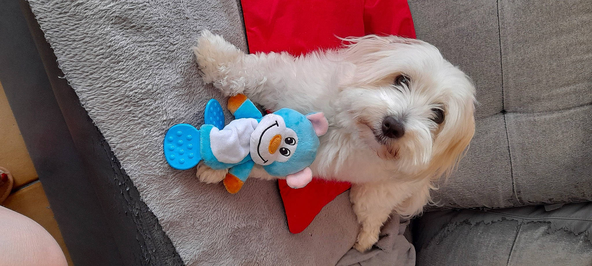 Roxie a rejoint le concours — aidez-le/la à gagner de superbes lots ! carnivore, collar, companion_dog, dog, dog_breed, dog_clothes, dog_collar, dog_supply, fashion_accessory, fur, labradoodle, pet_supply, small_terrier, stuffed_toy, sunglasses, terrier, toy, toy_dog, vertebrate, working_animal