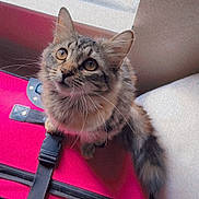 Stormie joined the competition — help win amazing prizes! cat, tabby, fur, whiskers, eyes, curious, sitting, pink_suitcase, luggage, window, natural_light, indoor, pet, animal, fluffy, cute, closeup, portrait, travel, household