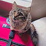 cat, tabby, fur, whiskers, eyes, curious, sitting, pink_suitcase, luggage, window, natural_light, indoor, pet, animal, fluffy, cute, closeup, portrait, travel, household