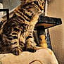 Stormie is registered to the contest to win money with this photo: cat, tabby_cat, feline, pet, indoor, blanket, scratching_post, fur, whiskers, ears, paws, closeup, home, cozy, animal, looking, curious, texture, wall, soft