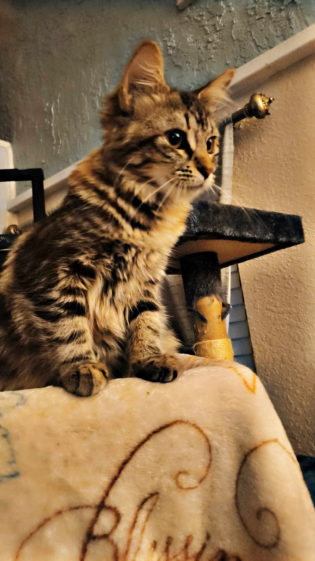 Stormie is registered to the contest to win money with this photo: cat, tabby_cat, feline, pet, indoor, blanket, scratching_post, fur, whiskers, ears, paws, closeup, home, cozy, animal, looking, curious, texture, wall, soft