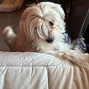 Jack is registered to the contest to win money with this photo: animal, bed, blanket, carpet, cozy, curious, cute, dog, domestic, fur, furniture, household, indoor, long_hair, pet, playing, room, small_dog, water_bottle, white_dog