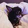 Tchoupi a rejoint le concours — aidez-le/la à gagner de superbes lots ! animal, bed, bedding, bedroom, black_and_tan, blanket, brown_eyes, chihuahua, close_up, cozy, curious, cute, dog, indoors, large_ears, pet, photography, portrait, sleeping_area, small_dog
