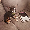 animal, black_fur, brown_fur, chihuahua, companion_animal, couch, cozy, date_stamp, dog, home, indoor, pet, photography, pointed_ears, portrait, sitting, small_dog, sofa, tablet, yellow_collar
