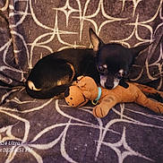 Tchoupi a rejoint le concours — aidez-le/la à gagner de superbes lots ! black_and_tan, blanket, couch, curled_up, cute, dog, dog_toy, home, indoor, patterned_blanket, pet, plush_toy, portrait, puppy, relaxed, resting, sleeping, small_dog, stuffed_animal, watermark