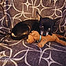 black_and_tan, blanket, couch, curled_up, cute, dog, dog_toy, home, indoor, patterned_blanket, pet, plush_toy, portrait, puppy, relaxed, resting, sleeping, small_dog, stuffed_animal, watermark