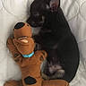 Tchoupi participe au concours pour gagner de l'argent avec cette photo : bed, black_and_tan, blanket, closeup, companion, cozy, curled_up, cute, dog, indoors, napping, orange_toy, pet, plush_toy, puppy, quilt, sleeping, small_dog, stuffed_animal, toy_dog