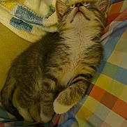 Fluffy joined the competition — help win amazing prizes! animal, blanket, cat, cozy, cute, domestic_cat, fur, furry, indoor, kitten, nap, paw, pet, relaxed, resting, sleeping, soft, striped, tabby, young