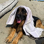 Jazz a rejoint le concours — aidez-le/la à gagner de superbes lots ! dog, german_shepherd, beach, sand, towel, sunny, outdoor, tongue_out, relaxed, animal, pet, nature, daytime, fur, canine, lying_down, summer, driftwood, leash, muzzle