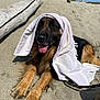 dog, german_shepherd, beach, sand, towel, sunny, outdoor, tongue_out, relaxed, animal, pet, nature, daytime, fur, canine, lying_down, summer, driftwood, leash, muzzle