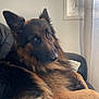 Jazz a rejoint le concours — aidez-le/la à gagner de superbes lots ! dog, german_shepherd, pet, indoor, chair, leather, fur, ears, eyes, window, curtain, relaxed, animal, canine, mammal, portrait, looking_back, home, cozy, furniture