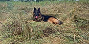 Jazz participe au concours pour gagner de l'argent avec cette photo : german_shepherd, dog, grass, field, outdoor, nature, animal, canine, tongue_out, sky, clouds, panting, fur, wild_grass, relaxed, daytime, scenery, pet, mammal, lying_down