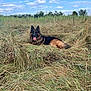 german_shepherd, dog, grass, field, outdoor, nature, animal, canine, tongue_out, sky, clouds, panting, fur, wild_grass, relaxed, daytime, scenery, pet, mammal, lying_down
