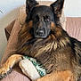 dog, german_shepherd, pet, animal, fur, ears, nose, paw, couch, pillow, blanket, indoor, resting, relaxed, cozy, quilt, brown, black, canine, portrait