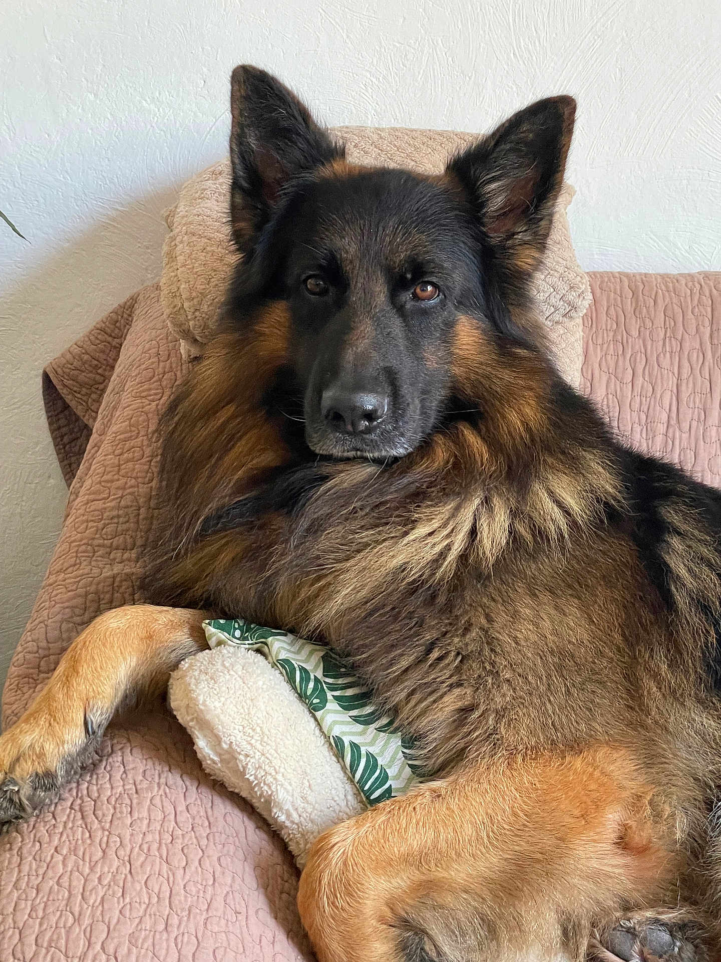 Jazz participe au concours pour gagner de l'argent avec cette photo : dog, german_shepherd, pet, animal, fur, ears, nose, paw, couch, pillow, blanket, indoor, resting, relaxed, cozy, quilt, brown, black, canine, portrait