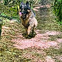 Jazz participe au concours pour gagner de l'argent avec cette photo : dog, german_shepherd, forest, path, leaves, nature, outdoor, animal, running, happy, tongue_out, trees, sunlight, greenery, pet, canine, walking, woods, daylight, excited