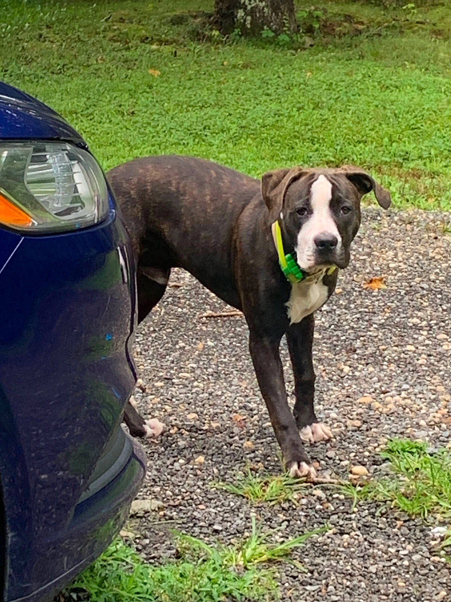 Saint joined the competition — help win amazing prizes! automotive_exterior, automotive_tire, car, carnivore, collar, companion_dog, dog, dog_breed, dog_collar, dog_supply, fawn, fender, grass, motor_vehicle, pet_supply, plant, tire, vehicle, wheel, working_animal