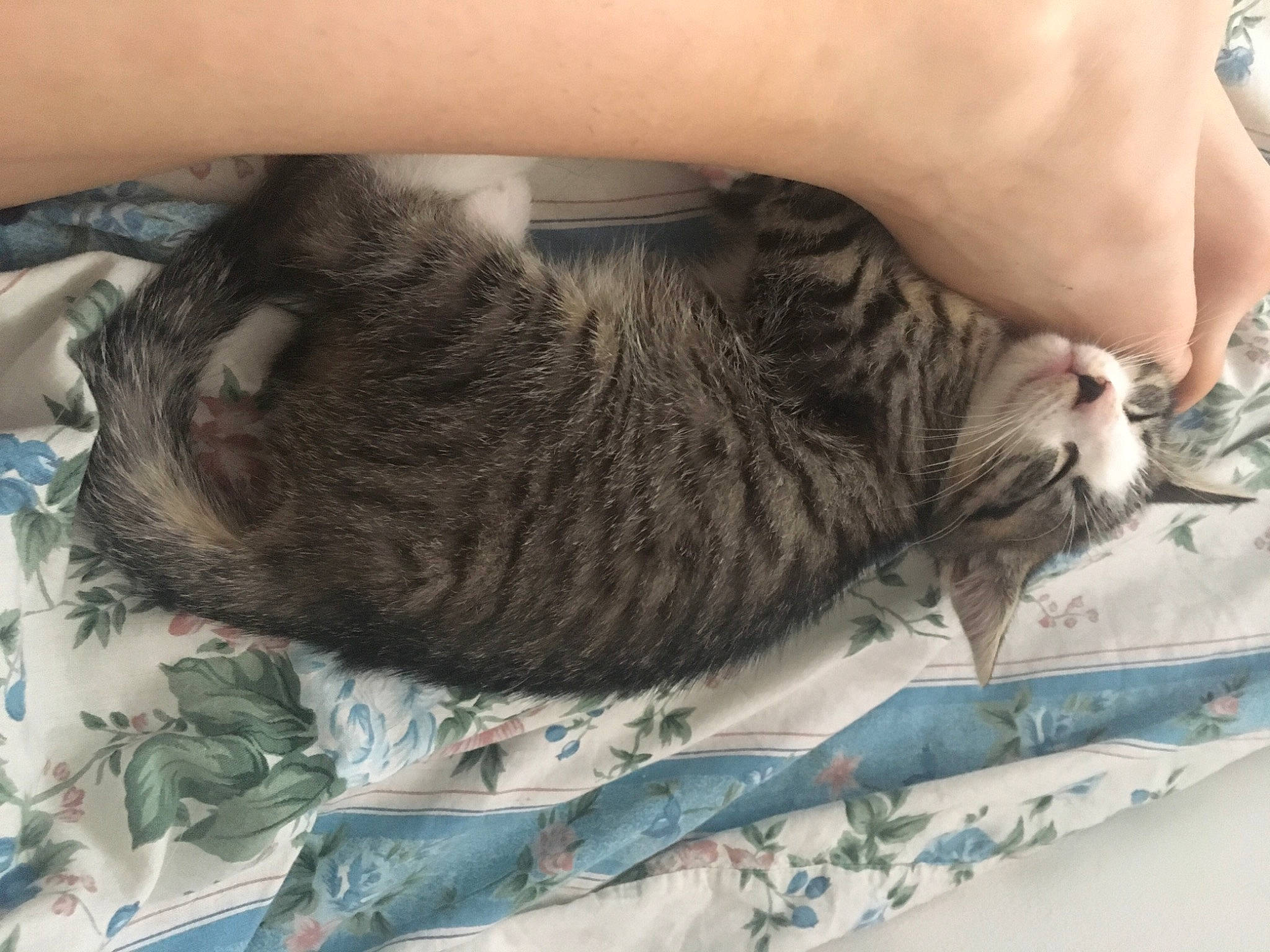 Pioupiou participe au concours pour gagner de l'argent avec cette photo : carnivore, cat, claw, comfort, domestic_short_haired_cat, fawn, felidae, foot, fur, gesture, grey, human_leg, nap, paw, small_to_medium_sized_cats, snout, tail, textile, thigh, whiskers