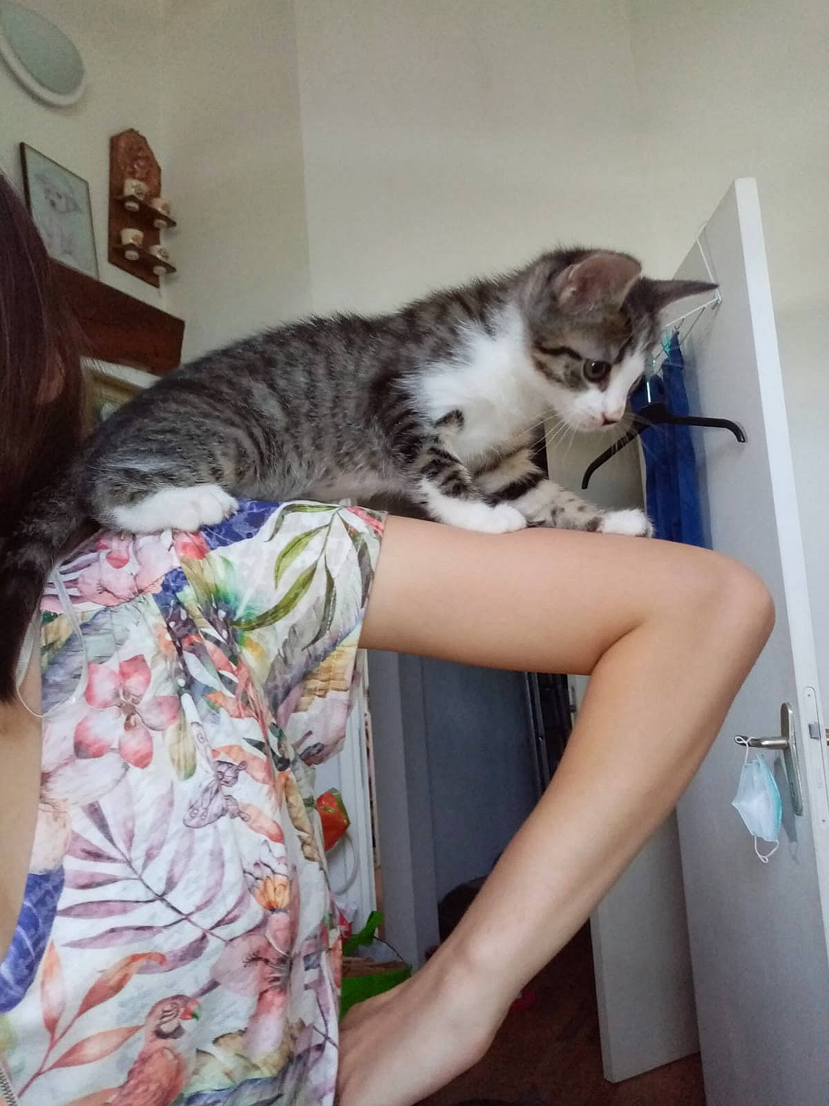 Pioupiou participe au concours pour gagner de l'argent avec cette photo : carnivore, cat, comfort, domestic_short_haired_cat, felidae, fur, human_leg, nap, paw, room, sitting, small_to_medium_sized_cats, tail, thigh, whiskers