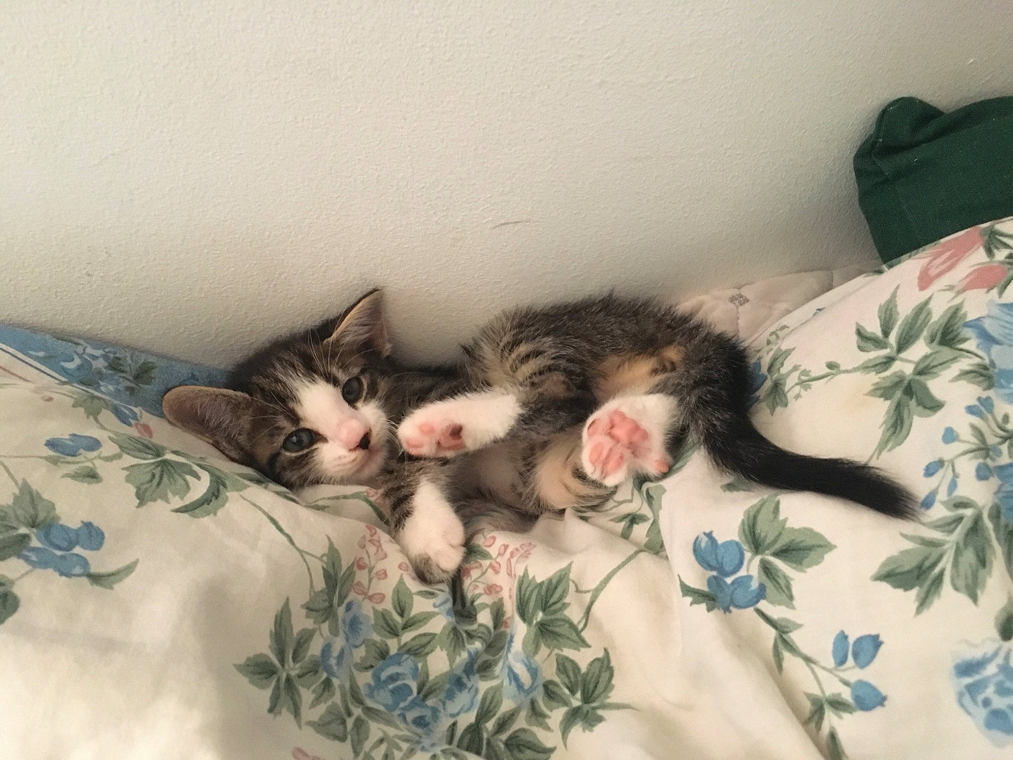 Pioupiou participe au concours pour gagner de l'argent avec cette photo : bed, carnivore, cat, comfort, domestic_short_haired_cat, eye, fawn, felidae, foot, fur, grey, head, jaw, linens, paw, plant, small_to_medium_sized_cats, snout, tail, whiskers