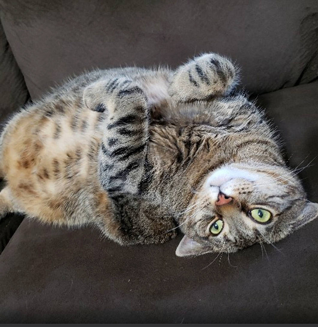 Cloe joined the competition — help win amazing prizes! american_bobtail, american_shorthair, california_spangled, carnivore, cat, domestic_short_haired_cat, dragon_li, egyptian_mau, european_shorthair, felidae, kitten, mammal, ocicat, pixie_bob, rusty_spotted_cat, small_to_medium_sized_cats, tabby_cat, vertebrate, whiskers, wildlife