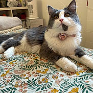 Alba a rejoint le concours — aidez-le/la à gagner de superbes lots ! cat, feline, bow_tie, collar, bed, blanket, floral_bedspread, pet, fluffy, long_hair, whiskers, paws, ears, indoors, cozy, portrait, curious, yellow_eyes, grey_white_fur, tail