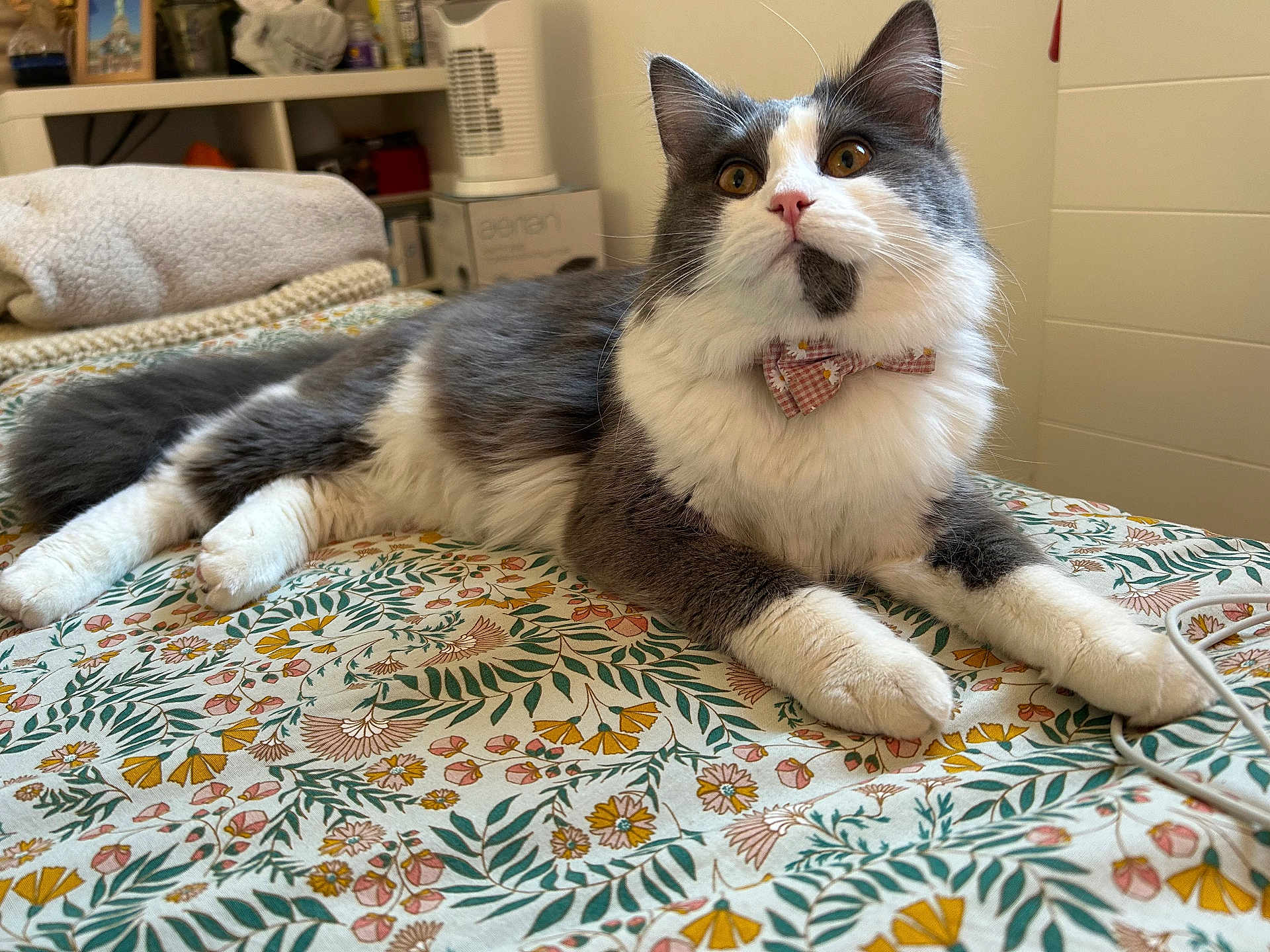 Alba a rejoint le concours — aidez-le/la à gagner de superbes lots ! cat, feline, bow_tie, collar, bed, blanket, floral_bedspread, pet, fluffy, long_hair, whiskers, paws, ears, indoors, cozy, portrait, curious, yellow_eyes, grey_white_fur, tail