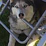 dog, siberian_husky, blue_eyes, grass, outdoor, pet, animal, fur, resting, metal_chair, shadow, sunlight, nature, canine, portrait, paw, nose, ears, leisure, summer