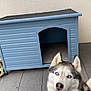 dog, siberian_husky, blue_eyes, doghouse, pet, canine, smiling, outdoor, pavement, fence, animal, fur, ears, tongue, happy, home, companion, muzzle, portrait, domestic