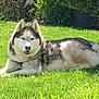 dog, husky, animal, grass, outdoor, pet, canine, nature, sunlight, fur, mammal, resting, greenery, leaf, tree, garden, summer, daylight, domestic_animal, relaxed