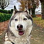 dog, siberian_husky, blue_eyes, outdoor, autumn, leaves, path, tree, fence, pet, canine, fur, muzzle, smiling, nature, park, fall, animal, collar, closeup