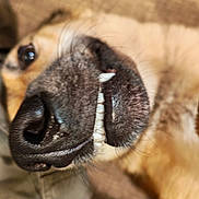Kumo a rejoint le concours — aidez-le/la à gagner de superbes lots ! animal, brown, canine, close_up, cute, dog, expression, eye, funny, fur, indoors, muzzle, nose, pet, playful, portrait, sleepy, snout, teeth, whiskers
