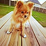 animal, calm, canine, cute, daylight, dog, fence, fluffy, fur, golden_fur, grass, house, outdoor, pet, picnic_table, portrait, sitting, small_dog, suburban, wood