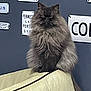 Odin participe au concours pour gagner de l'argent avec cette photo : angora, animal, cat, computerhardware, cushion, electronics, furniture, hardware, homedecor, indoors, kitten, licenseplate, manx, number, pet, screen, symbol, text, transportation, vehicle
