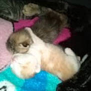 Baby is registered to the contest to win money with this photo: animal, blanket, blue, brown, cat, comfort, cozy, cute, domestic, feline, fur, indoor, pet, pink, relaxing, resting, sleeping, soft, warm, white
