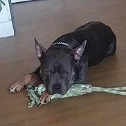 Layron a rejoint le concours — aidez-le/la à gagner de superbes lots ! carnivoran, dog, dog_breed, dog_breed_group, dog_like_mammal, rare_breed_dog, snout, vulnerable_native_breeds