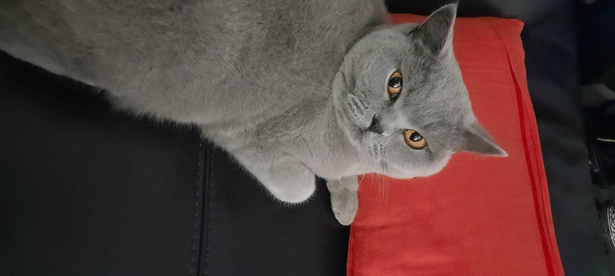 Chloe a rejoint le concours — aidez-le/la à gagner de superbes lots ! carnivore, cat, domestic_short_haired_cat, ear, felidae, fur, grey, russian_blue, small_to_medium_sized_cats, whiskers