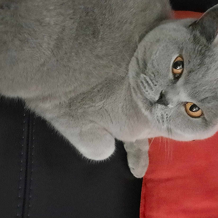 Chloe
