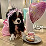Miss Charlotte joined the competition — help win amazing prizes! dog, birthday, pink, balloon, donut, sprinkles, plate, table, headband, costume, celebration, indoor, pet, fur, long_hair, cute, decor, food, animal, party