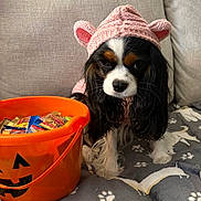 Miss Charlotte is registered to the contest to win money with this photo: dog, pet, costume, hoodie, pink, black_and_white, brown, orange, halloween, candy, bucket, fabric, blanket, paw_print, indoor, cute, animal, face, sitting, cozy