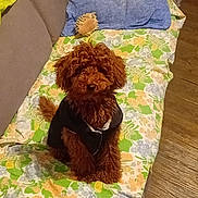 Angus a rejoint le concours — aidez-le/la à gagner de superbes lots ! dog, brown_dog, curly_fur, pet_clothing, black_jacket, couch, blanket, floral_pattern, pillow, plush_toy, indoor, wooden_floor, pet, sitting, cute, furniture, cozy, small_dog, companion, home