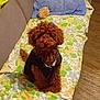 dog, brown_dog, curly_fur, pet_clothing, black_jacket, couch, blanket, floral_pattern, pillow, plush_toy, indoor, wooden_floor, pet, sitting, cute, furniture, cozy, small_dog, companion, home