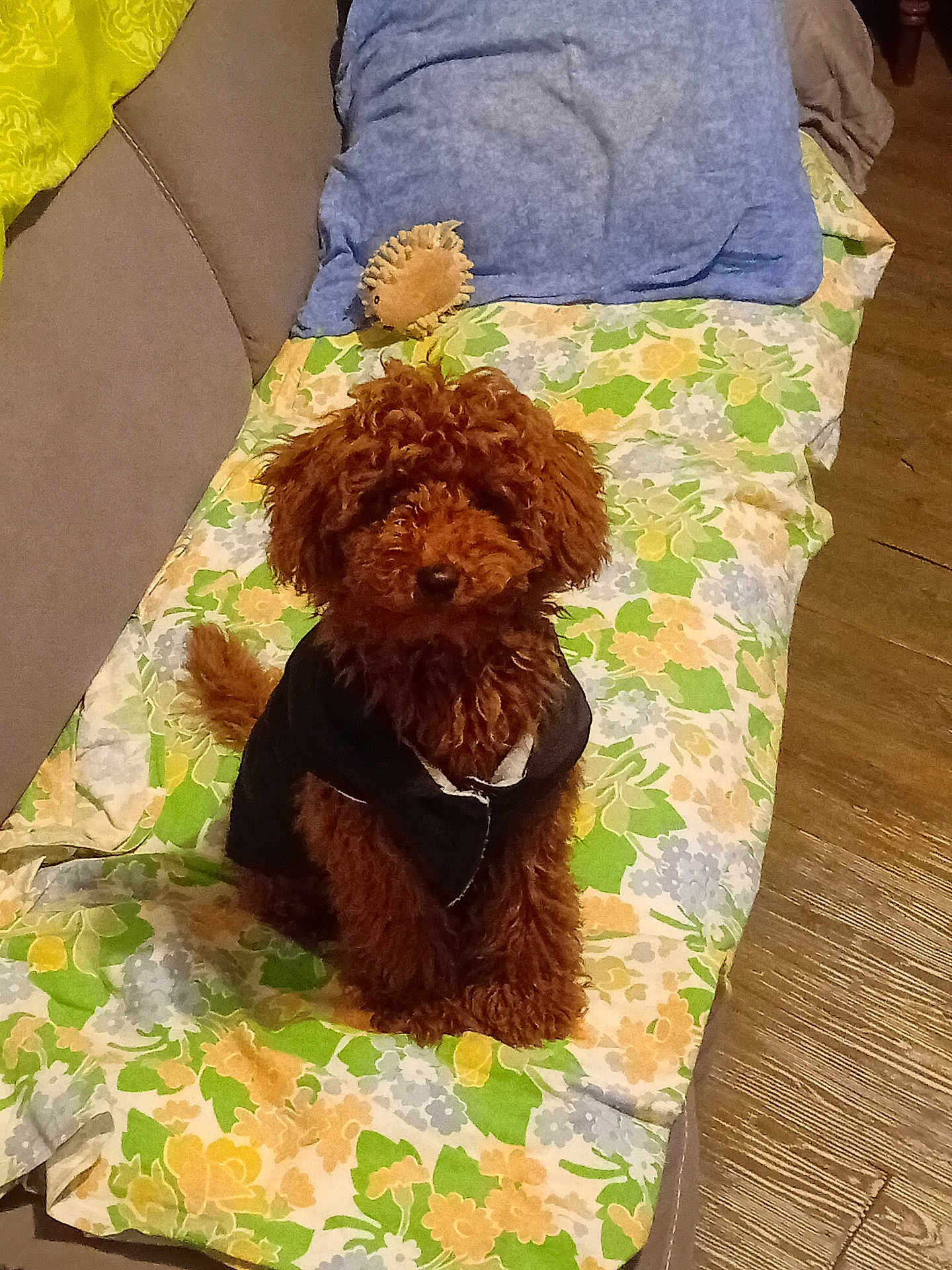 Angus a rejoint le concours — aidez-le/la à gagner de superbes lots ! dog, brown_dog, curly_fur, pet_clothing, black_jacket, couch, blanket, floral_pattern, pillow, plush_toy, indoor, wooden_floor, pet, sitting, cute, furniture, cozy, small_dog, companion, home