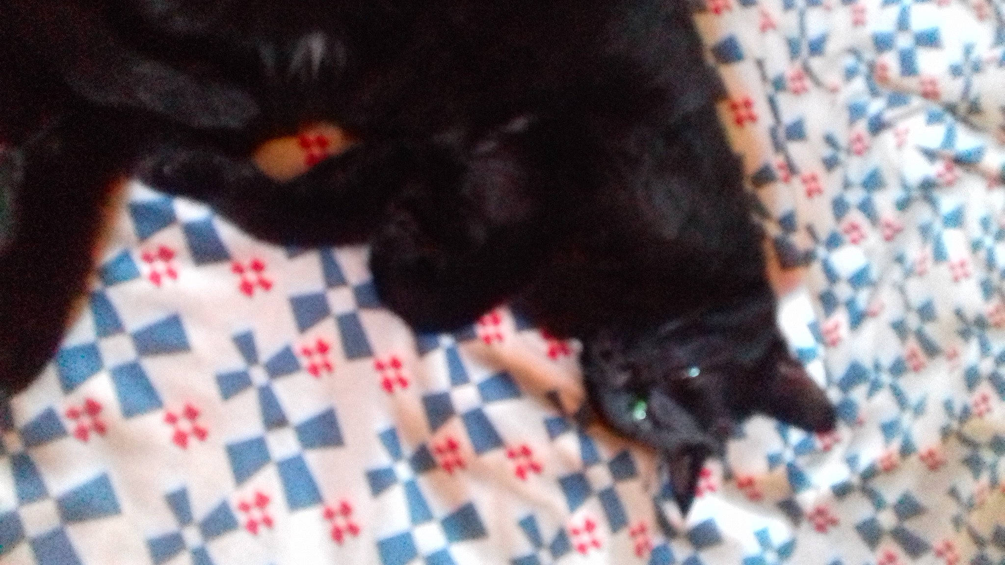 Chaussette a rejoint le concours — aidez-le/la à gagner de superbes lots ! black_cat, carmine, carnivore, cat, claw, companion_dog, dog_breed, domestic_short_haired_cat, felidae, flooring, fur, indoor_games_and_sports, linens, pattern, paw, play, recreation, small_to_medium_sized_cats, tail, whiskers