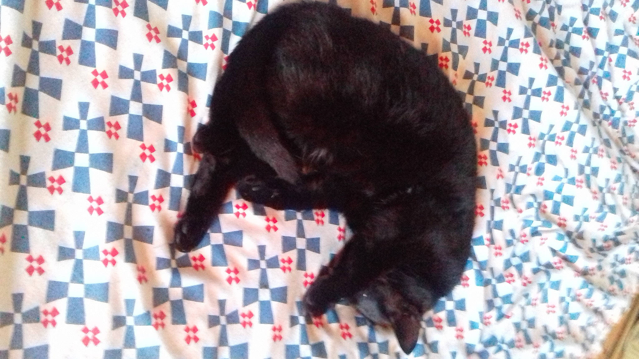 Chaussette a rejoint le concours — aidez-le/la à gagner de superbes lots ! black_cat, carmine, carnivore, cat, claw, comfort, dog_breed, domestic_short_haired_cat, felidae, flooring, fur, linens, pattern, small_to_medium_sized_cats, snout, sporting_group, tail, terrestrial_animal, vertebrate, whiskers