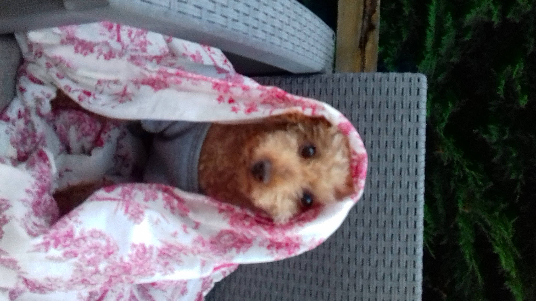 Dolfy participe au concours pour gagner de l'argent avec cette photo : canidae, carnivore, companion_dog, dog, dog_breed, dog_clothes, dog_supply, fawn, fur, labradoodle, pattern, pet_supply, pink, snout, sporting_group, stuffed_toy, terrier, toy, toy_dog, yorkipoo