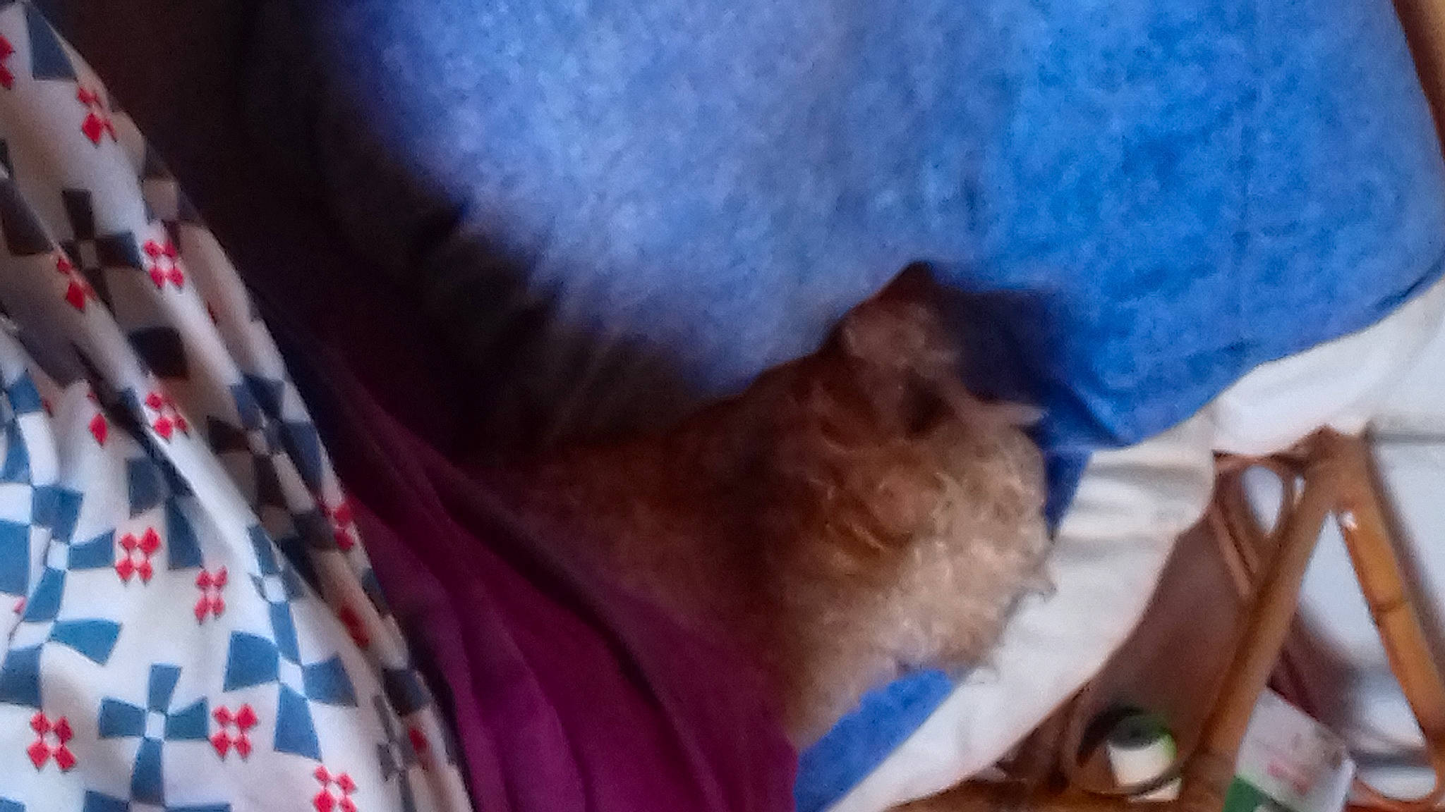 Dolfy participe au concours pour gagner de l'argent avec cette photo : canidae, carnivore, comfort, companion_dog, dog, dog_breed, electric_blue, fawn, felidae, fur, human_leg, linens, small_to_medium_sized_cats, snout, spitz, sporting_group, tail, tartan, toy_dog, whiskers