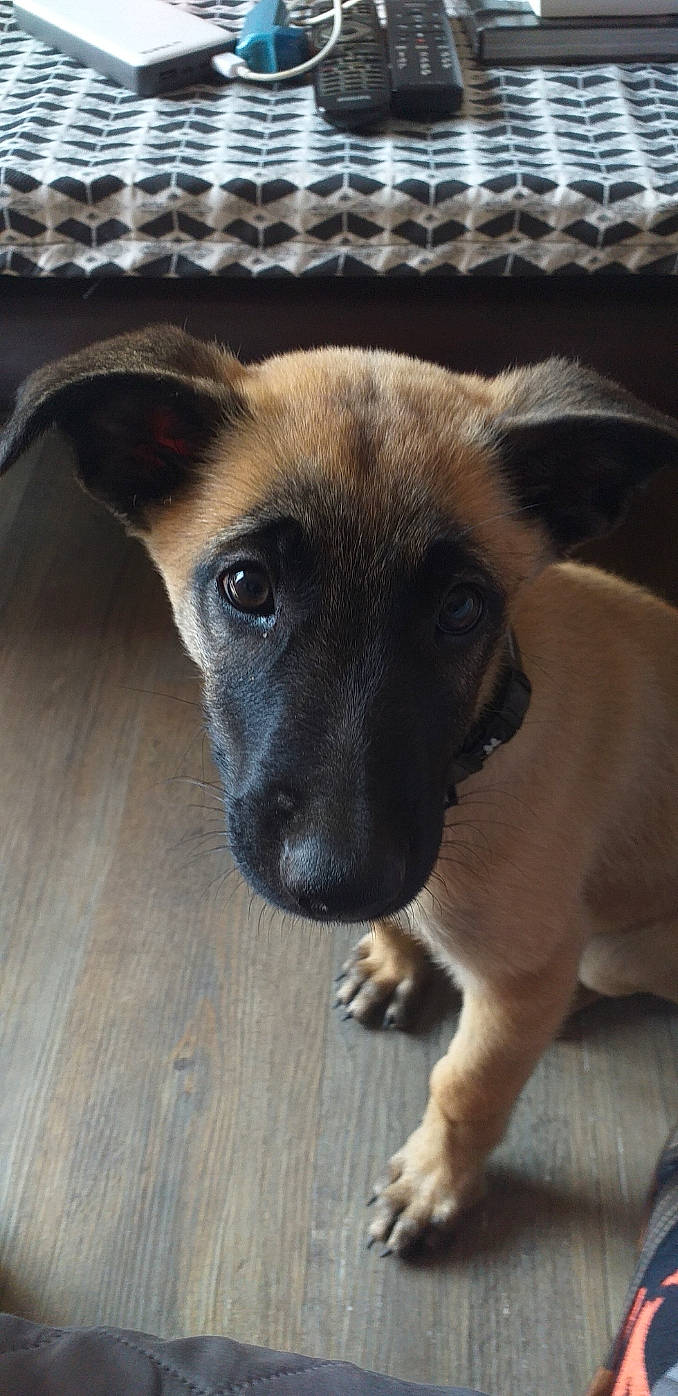 Sana participe au concours pour gagner de l'argent avec cette photo : bored, canidae, carnivore, companion_dog, dog, dog_breed, eye, fawn, flooring, fur, german_shepherd_dog, hardwood, paw, snout, sporting_group, terrestrial_animal, whiskers, wood, working_animal, working_dog