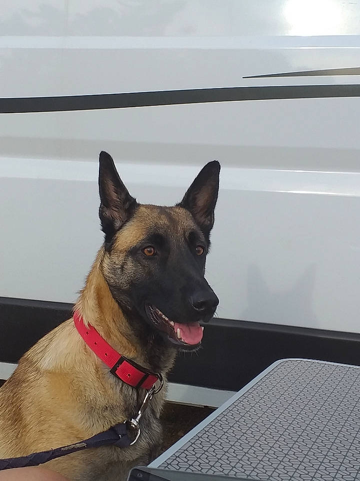 Sana participe au concours pour gagner de l'argent avec cette photo : belgian_shepherd_malinois, canidae, carnivore, collar, companion_dog, dog, dog_breed, dog_collar, east_european_shepherd, fawn, german_shepherd_dog, guard_dog, herding_dog, king_shepherd, law_enforcement, old_german_shepherd_dog, sporting_group, window, working_animal, working_dog